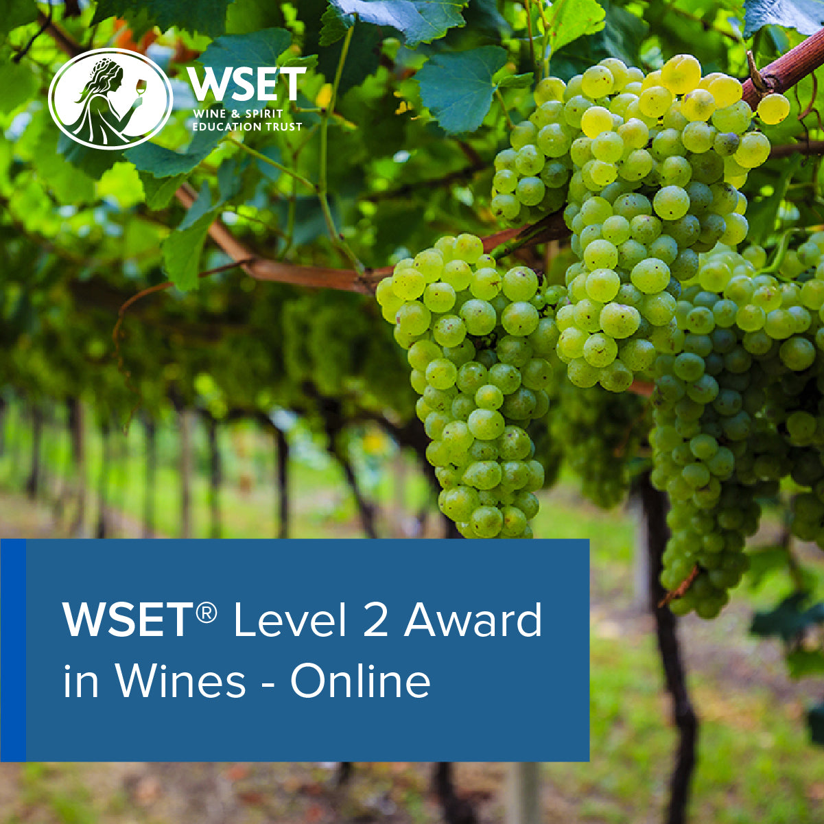 WSET Level 2 Award in Wine Online Course 11th November 15th Decemb