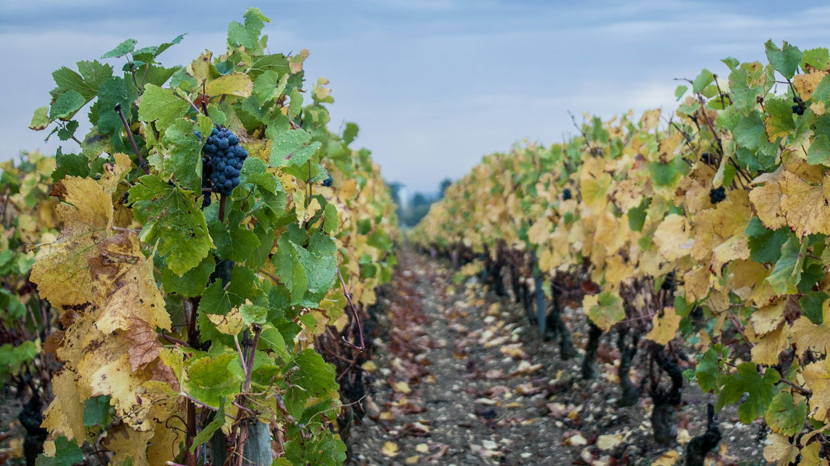 Grapes on the vine in Beaune