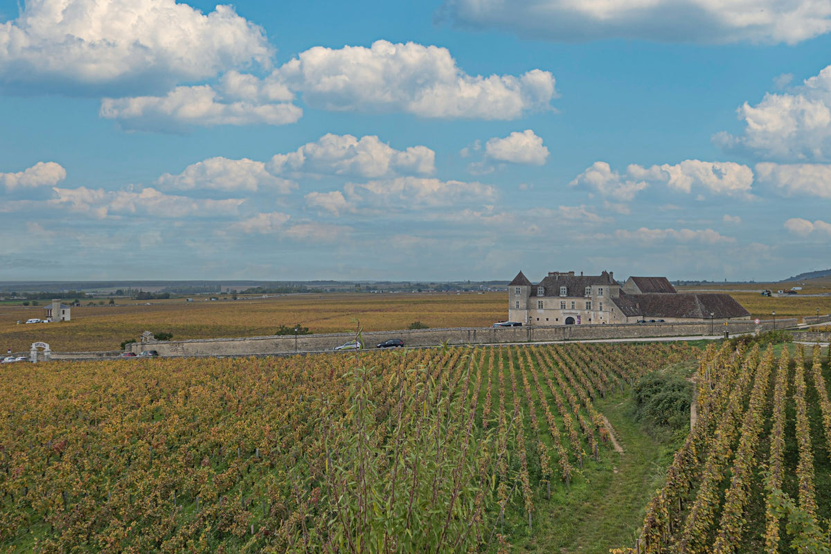 Vineyards at Vougeot, Burgundy, in autumn