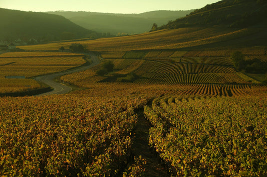 Vines in Burgundy at sunset