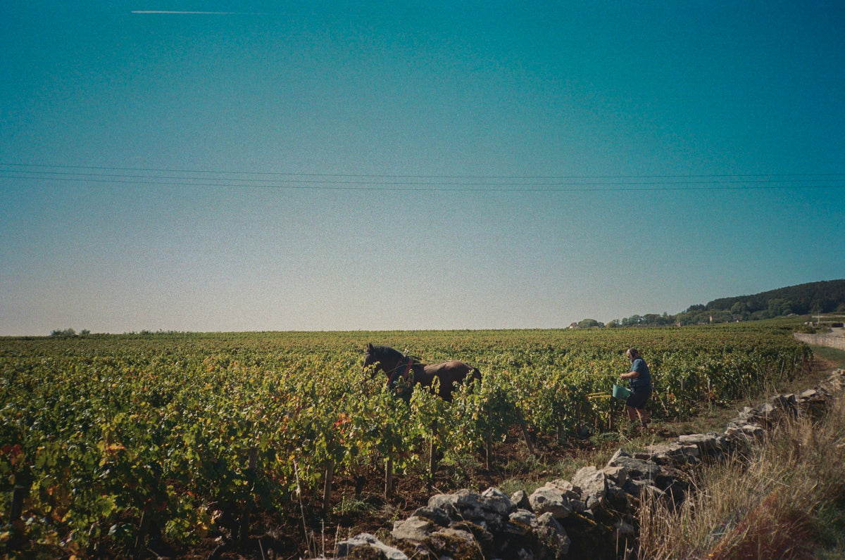 Working a vineyard by horse in Meursault